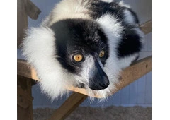 Black & White Ruffed Lemur Male