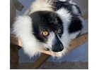 Black & White Ruffed Lemur Male