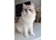 Kia Siberian Kitten