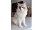 Kia Siberian Kitten