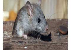 Rodent Removal Perth