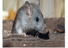 Rodent Removal Perth