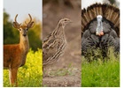 Hunting Lodges in Georgia | The Southern Residence
