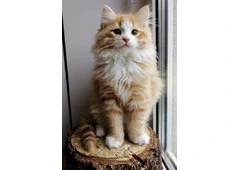 Meet Kiki! Siberian Kitten.