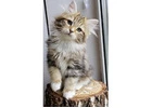 About Rio – How to Find a Siberian Kitten
