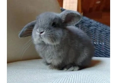 Perfect Bunny Roger – Male