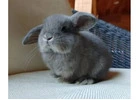 Perfect Bunny Roger – Male