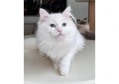 About Tia Places Buy Siberian Kittens