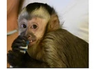 Kylo Capuchin Monkey Pet