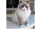Siberian Kittens Russ for Sale