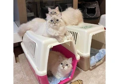 Fluffy Snow Siberians - Best Siberian Kittens