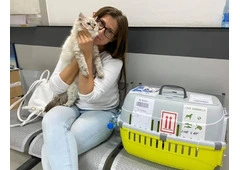 Healthy Siberian Kittens for Sale
