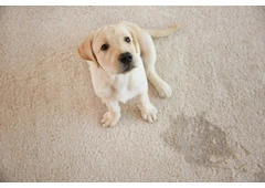 Best Carpet Steam Cleaning in Canberra – ACT Facility Services Group