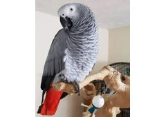Excellent African Grey Parrot.