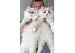 Healthy Siberian Kittens for Sale