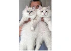 Healthy Siberian Kittens for Sale