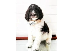 Best Goldendoodle Breeder San Diego