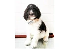 Best Goldendoodle Breeder San Diego