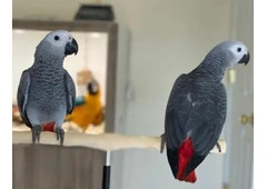 Buy Best African Grey Parrot