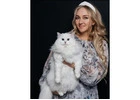 Buy Siberian Cats Online