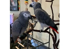 Silver_Male & Skye_Female