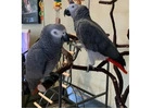 Silver_Male & Skye_Female