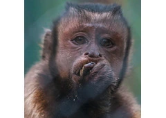 CHARLY-BLACK-FACED CAPUCHIN Baby