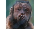 CHARLY-BLACK-FACED CAPUCHIN Baby