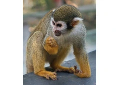 NANA-Squirrel Monkey Baby