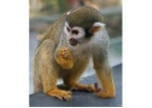 NANA-Squirrel Monkey Baby