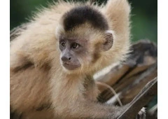 Kaapori Capuchin Monkey
