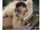 Kaapori Capuchin Monkey