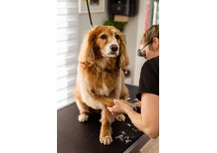 See photos Dog Salon - Dog Grooming Pagewood