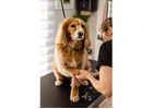 See photos Dog Salon - Dog Grooming Pagewood