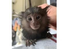 Adorable Male Pygmy Marmoset