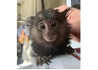 Adorable Male Pygmy Marmoset