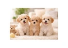 Healthy Male and Female Maltipoo Puppies For Sale in USA