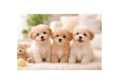 Healthy Male and Female Maltipoo Puppies For Sale