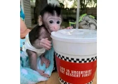 Clarence – Macaque Baby Male