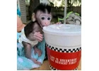 Clarence – Macaque Baby Male