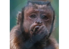CHARLY BLACK FACED CAPUCHIN Baby