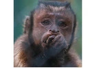 CHARLY BLACK FACED CAPUCHIN Baby