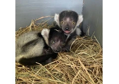Baby Black and White Ruffed Lemur