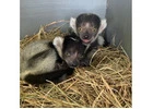 Baby Black and White Ruffed Lemur