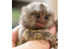 Charming Atlantic Marmoset for Sale