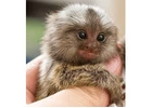 Charming Atlantic Marmoset for Sale