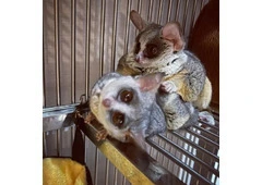 Bush Baby Male