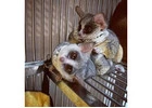 Bush Baby Male