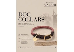 Premium Dog Collars for Everyday Comfort