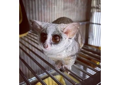 Bush Baby Female